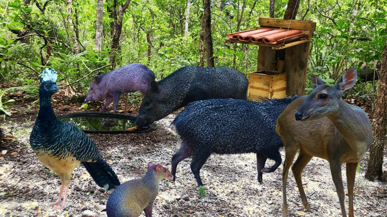 Bebedouro com um Novo Cenário e Bem Movimentado mesmo com as Chuvas!