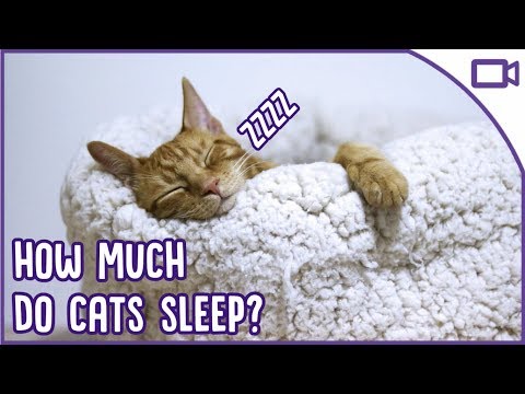 Is Your Cat Sleeping Too Much?! - Normal Sleep Patterns for Cats