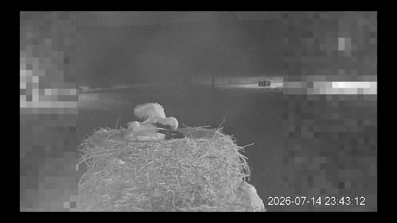 Live webcam view of Nido de Cigüeña Blanca en Suchowola