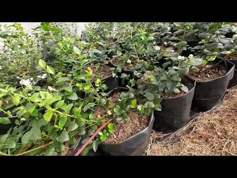 Visite un cultivo de Arándanos, en San Pedro de Cartago Nariño.. #arándano #ganaderiaymuchomas 
