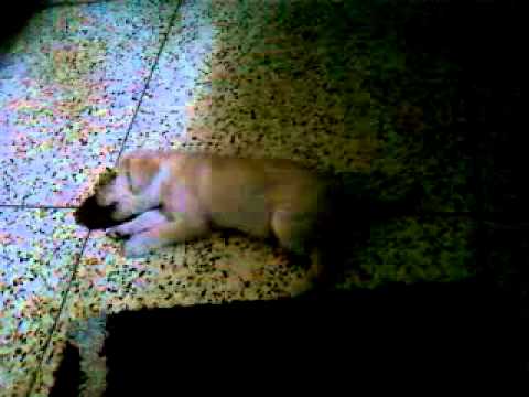 simba..........busy playing......