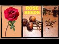 How To Grow Roses Through Seed Rose Propagation From Seeds