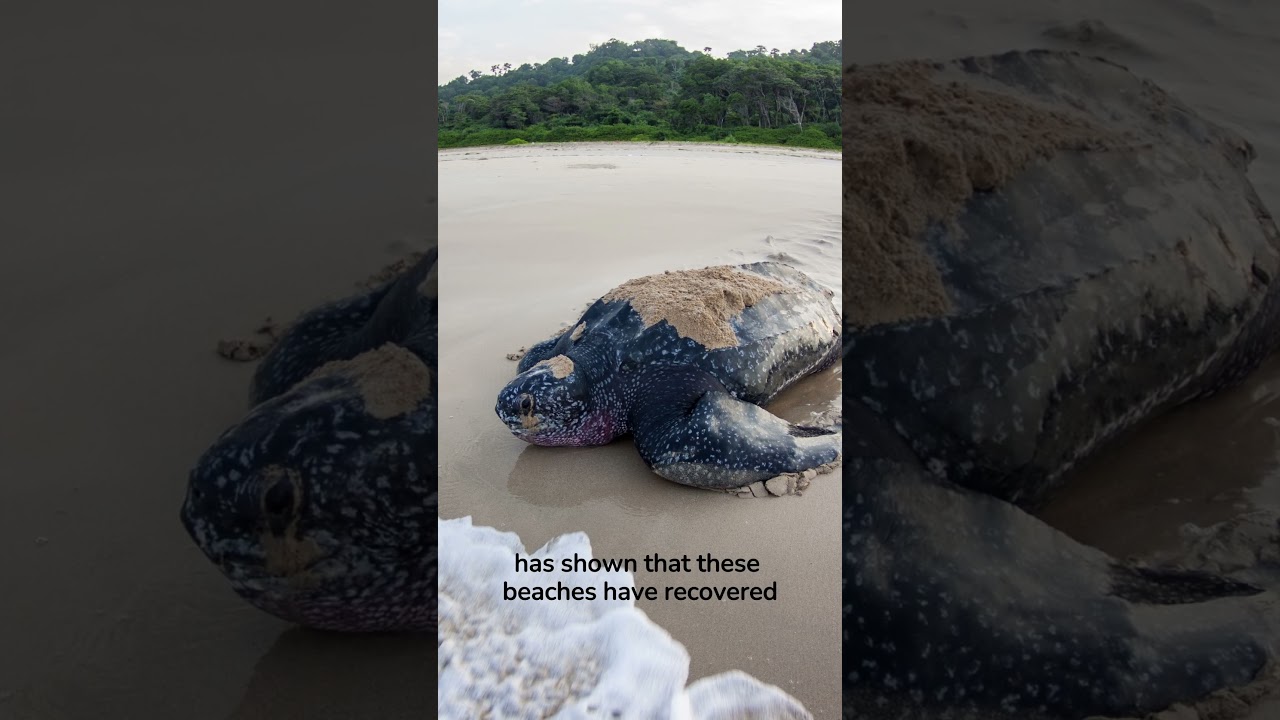 Part 3: Andamans - Leatherback Turtles and Their Oceanic Migrations