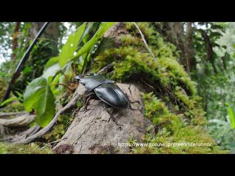 コーカサスオオカブトとオオヒラタクワガタ