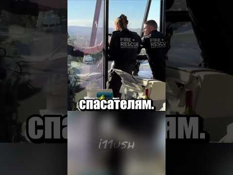 Как собака попала на небоскреб?