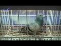 International Pigeon Market In Kassel Germany Pigeon Version 2013