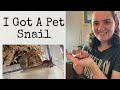 I Got A Pet Snail (Garden Snail Terrarium)