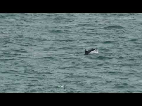 Strumble Rissos 30-08-2023