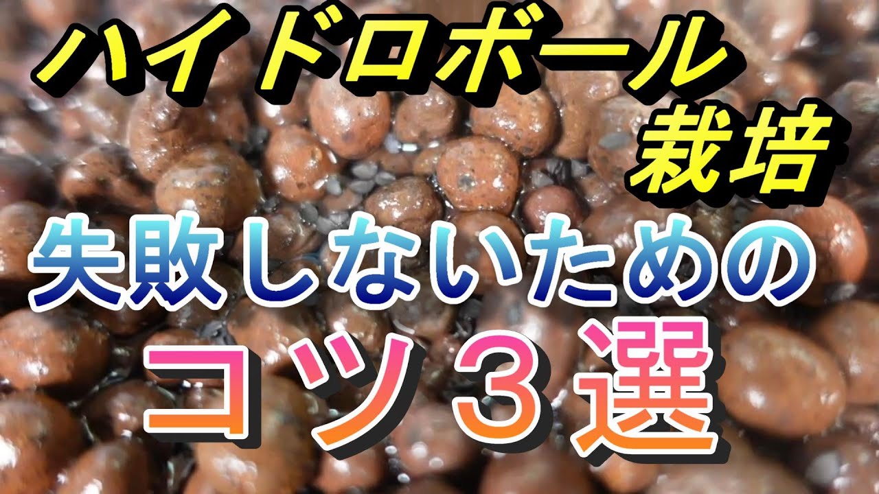 【野菜の栽培】ハイドロボールで失敗しないためのコツ３選