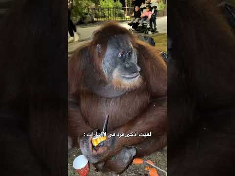 لقيت اذكى قرد في الامارات #shorts