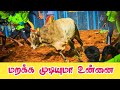 சாம்பிராணி பட்டி காளையின் புகழ் பிடி