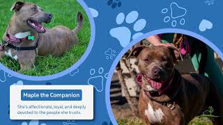 Video preview image #1 American Pit Bull Terrier-Unknown Mix Puppy For Sale in San Jose, CA, USA