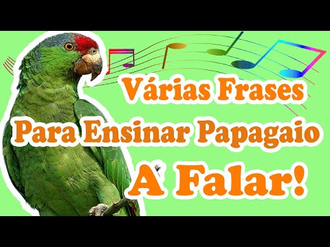 frases para papagaio falar - ensine seu papagaio a falar com 10 diferentes frases!
