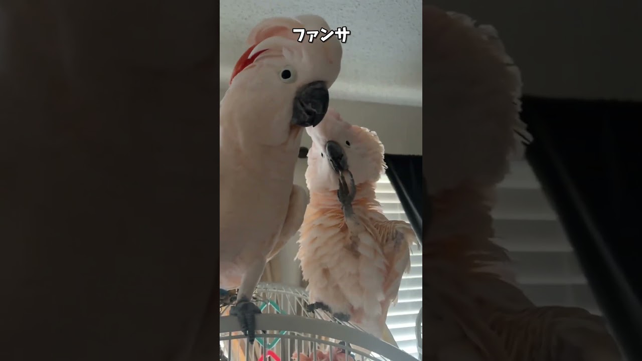 【鳥Part223】ファンに優しいインコ　#鳥 #birds #parrot #かわいい #インコ