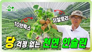 당 걱정 없는 신이내린 천연 인슐린!!ㅣ 다이어트, 저칼로리 작물 ㅣ 너무 많이 달려서 문제인 작물