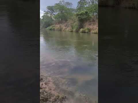 Rio Palma #tocantins #combinado