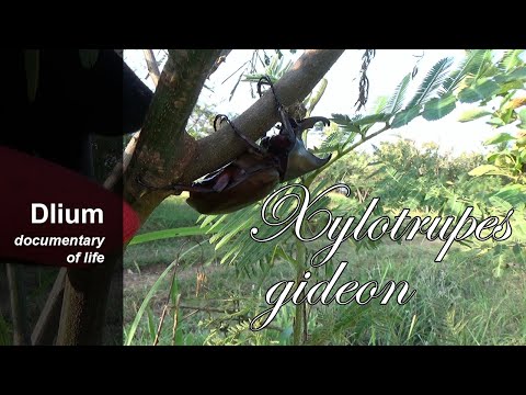 Rhinoceros beetle (Xylotrupes gideon)