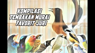 Download lagu AUDIO KOMPILASI TEMBAKAN MURAI BATU untuk MASTERAN biar gampang masuk mp3