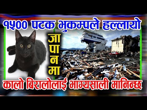 बर्षमा 1500 पटक भुकम्प जाने देस जापानका अनौठा कुराहरू # black cat # Japan #