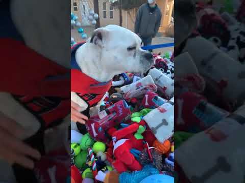 Dogs pick out their Christmas presents LIVE from Dogtown at Best Friends Animal Sanctuary