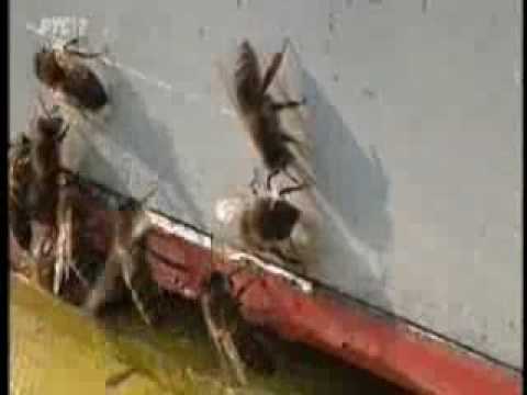 Emisija "Zemlja hrane" RTS 2, 21.01.2017