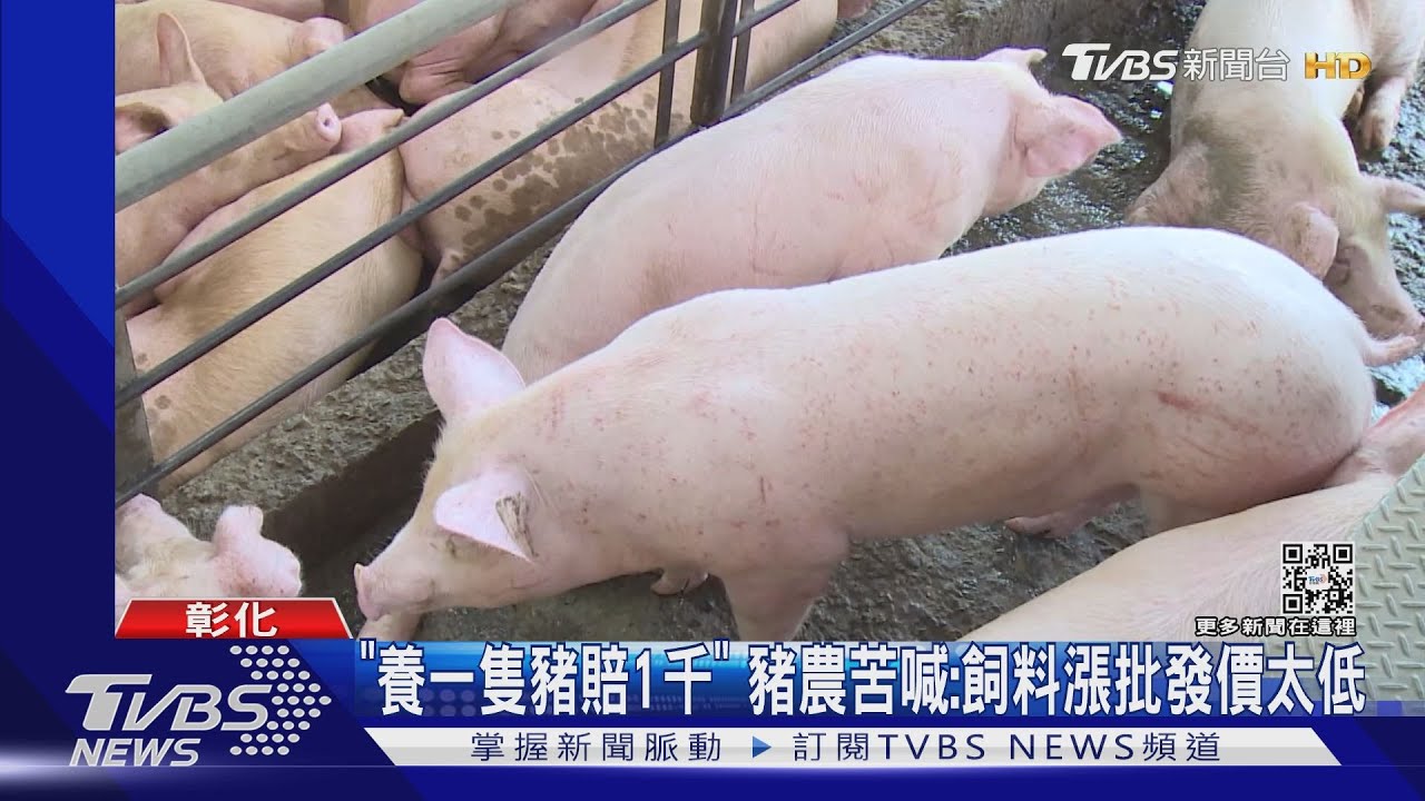 「養一隻豬賠1千」 豬農苦喊:飼料漲批發價太低