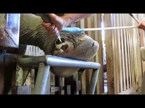 download lagu mp3 mp4 Elephant Toenails, download lagu Elephant Toenails gratis, unduh video klip Elephant Toenails