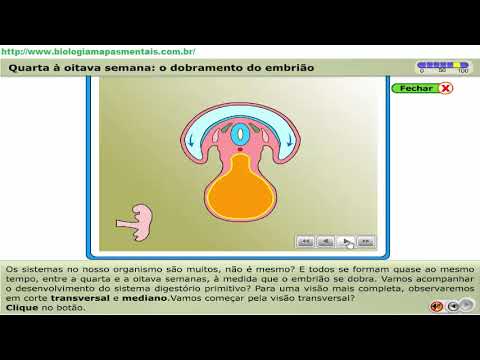 Embriologia  Quarta à oitava semana