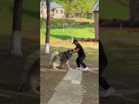 Какой боевой! 😂🐕❤️ #собака