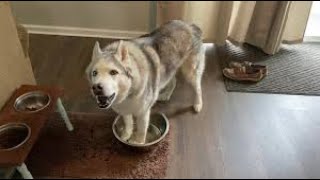 Watch this very stubborn husky demand a water bowl refill