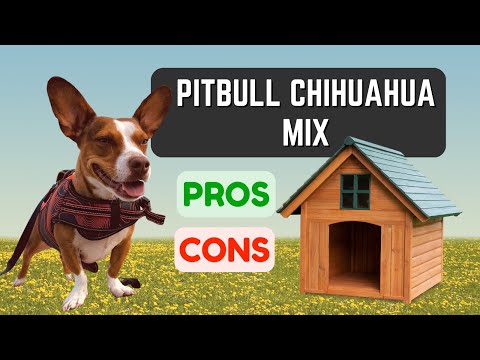 Pitbull Chihuaha Mix