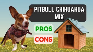 What Is a Pitbull Chihuahua Mix PROS & CONS!