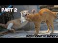 Angry Cats Funniest Cats Fighting Scenes Try Not To Laugh Part 2