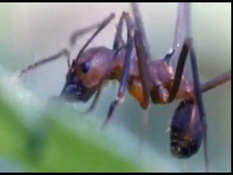 Formigas cortadeiras um enorme exercito com a força de milhões, reino animal, vida selvagem