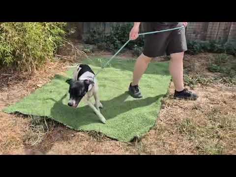 Vídeo de MITZI