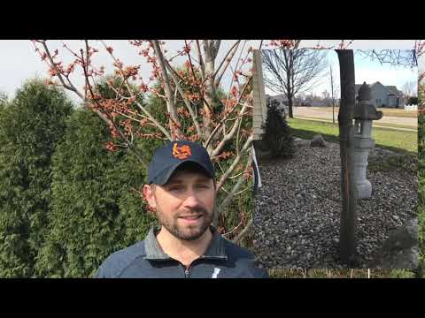 download lagu mp3 mp4 Tree Bark Splitting Repair, download lagu Tree Bark Splitting Repair gratis, unduh video klip Tree Bark Splitting Repair