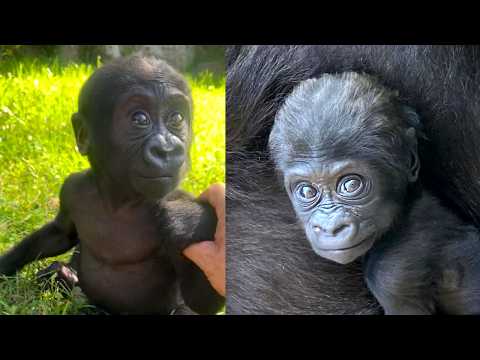 Kendi: The Baby Gorilla Who Completes Kaius’s Journey (Part 3)