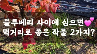블루베리 사이에 심으면 