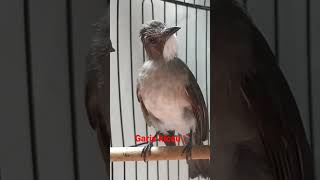 Download lagu Burung masteran paling diburu kicau mania mp3