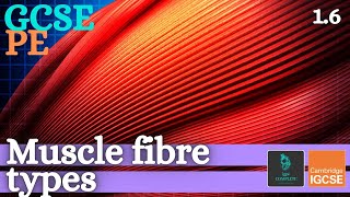 GCSE PE - MUSCLE FIBRE TYPES - Anatomy and Physiology (Skeletal and Muscular System - 1.6)
