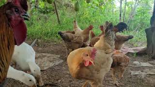 #animals Loạn 3 sứ quân