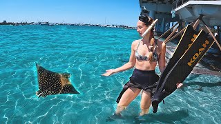 Snorkeling in South Florida (No Boat Required) Phil Foster Park!