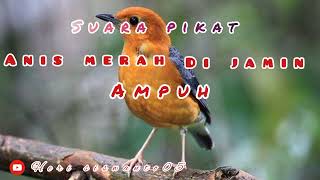 Download lagu Suara pikat burung Anis merah di jamin AMPUH mp3 Download lagu Suara pikat burung Anis merah di jamin AMPUH mp3