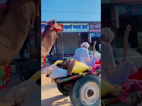 Day-3 Camel Riding #camping #camel #camels #trip #tour #tourism #tourist #jodhpur #shorts