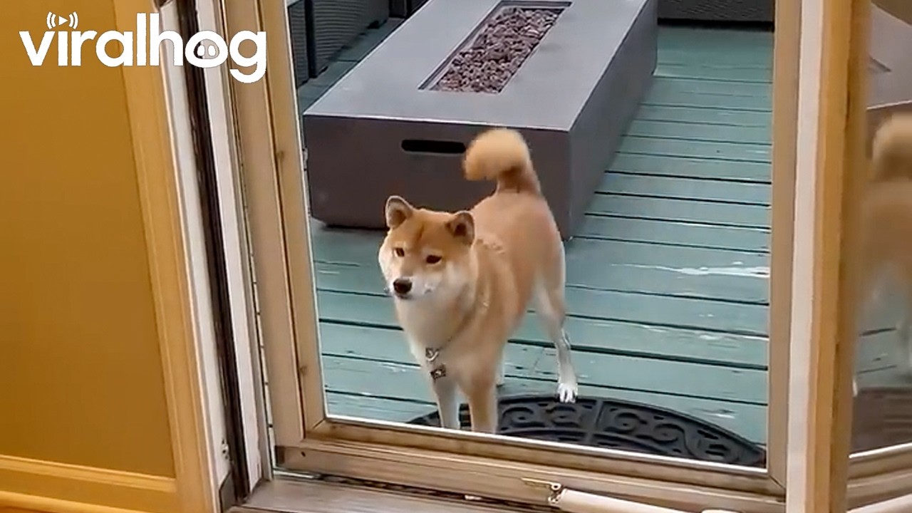 Shiba Inu Bamboozled by Glassless Door || ViralHog