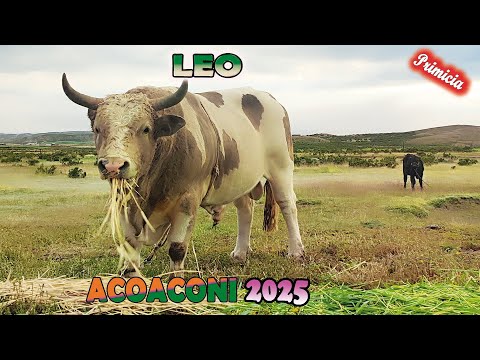 ACOACONI 2025, " Leo" vs "Borja". (Video Oficial) de ALPRO BO.