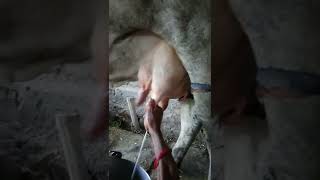 Download lagu cow ka mil kaise nikalte hai 🥛#shorts #cow #milking #milk #yoitubeshorts mp3