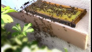 Bee Removal From Under Front Window