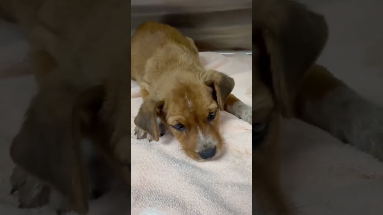 Millie video