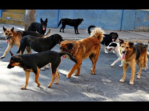 INFO VIDEO: How To Detect Rabies In Dogs